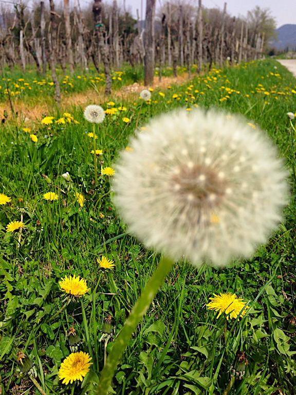 Apartmán Casa Romea Cividale del Friuli Exteriér fotografie